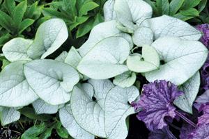 Brunnera 'Alexandria' totally silvered